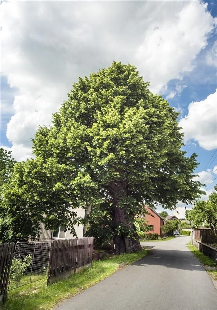 Památná lípa ve Škrdlovicích